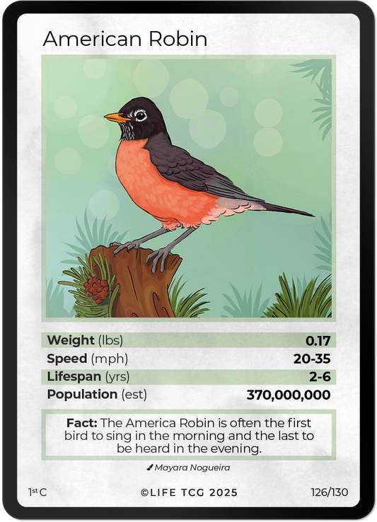 American Robin