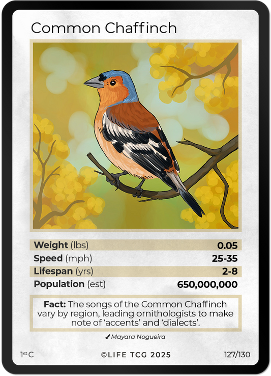 Common Chaffinch