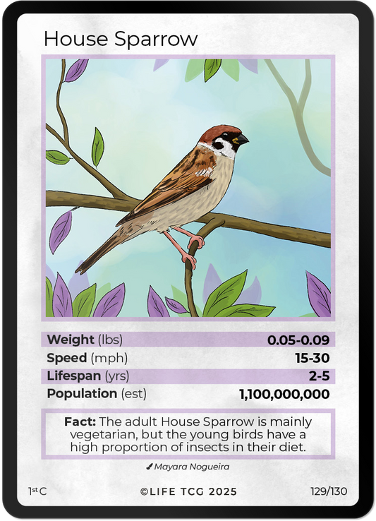 House Sparrow
