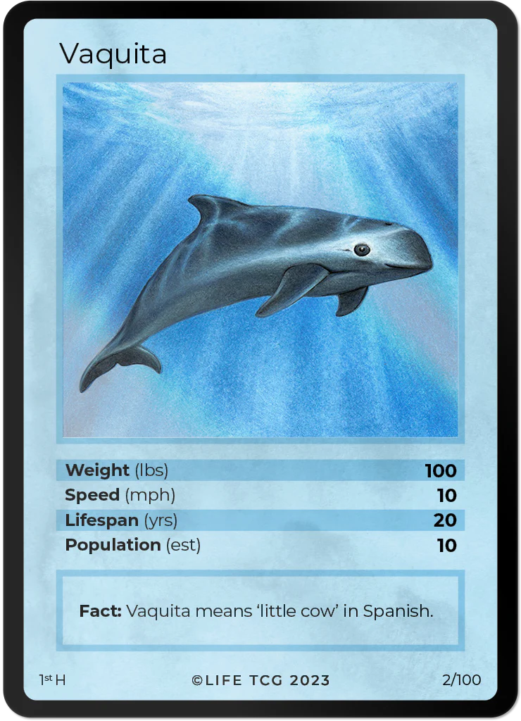 Vaquita