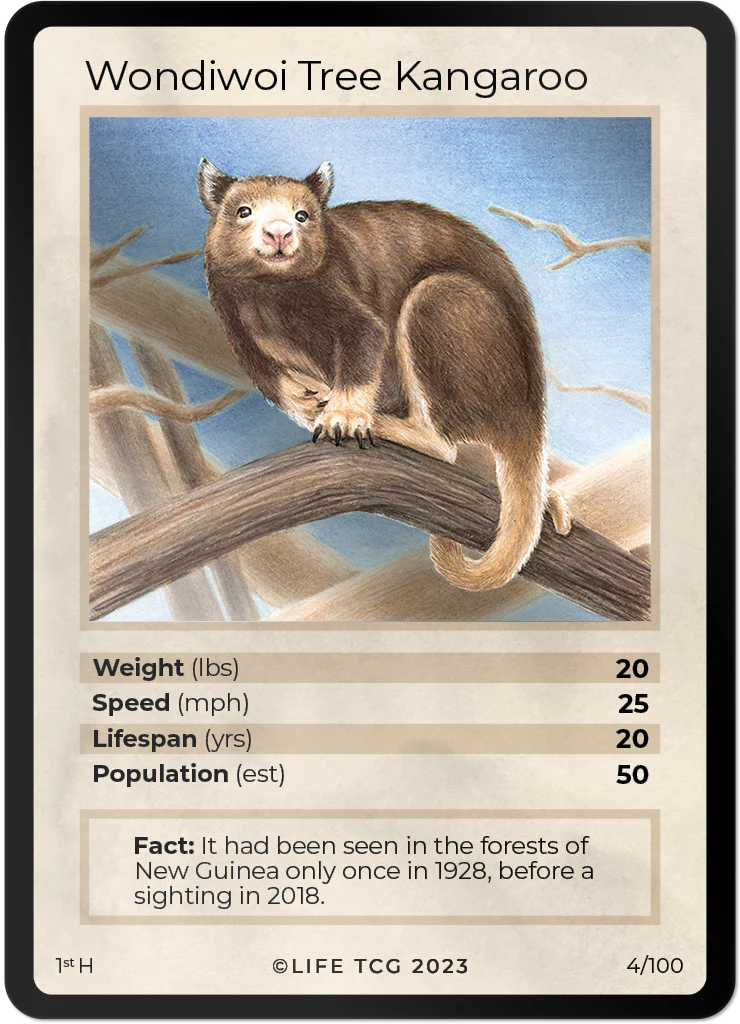 Wondiwoi Tree Kangaroo