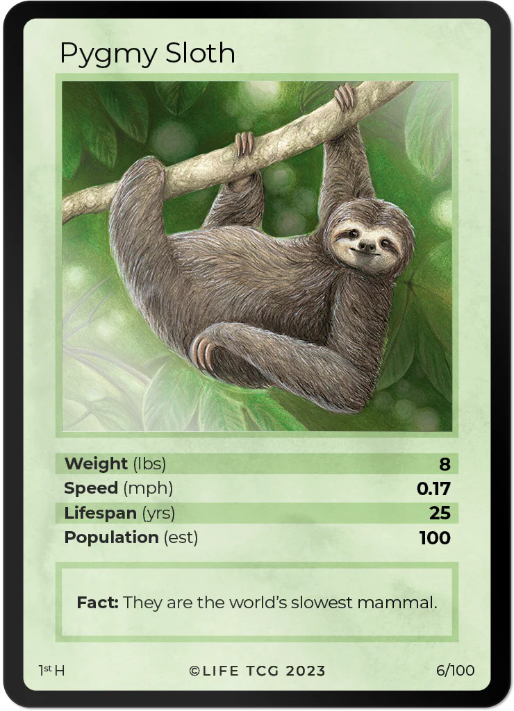 Pygmy Three-Toed Sloth