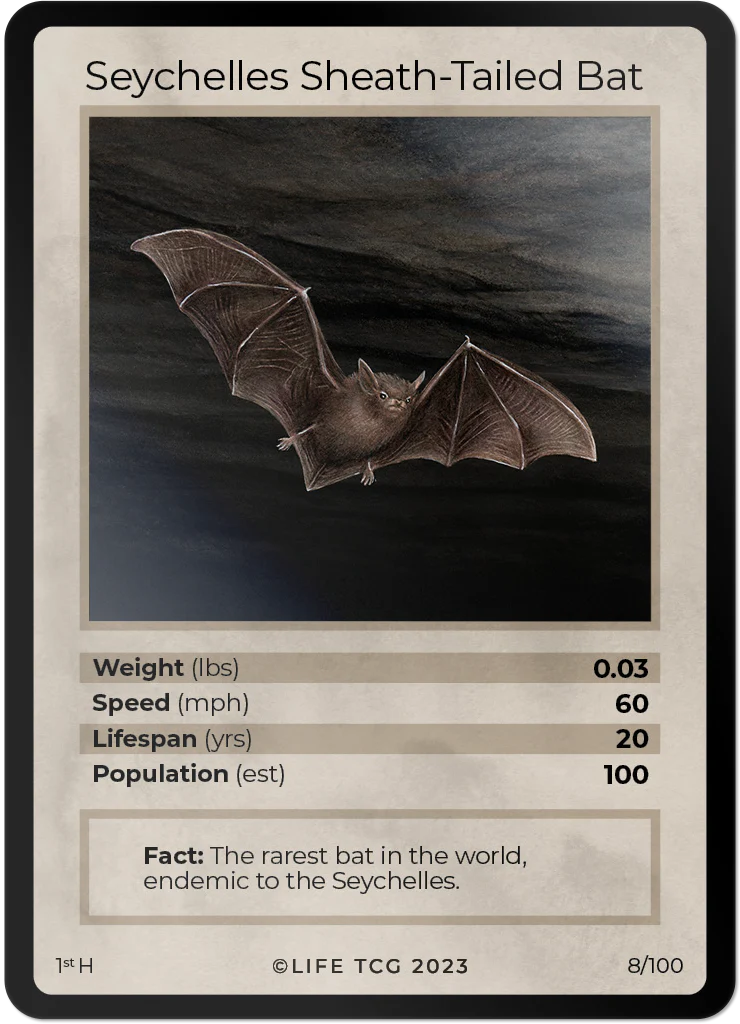 Seychelles Sheath-Tailed Bat
