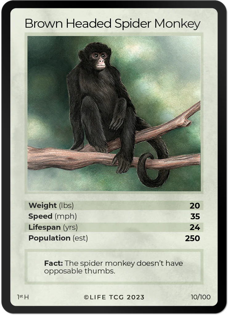 Brown Headed Spider Monkey