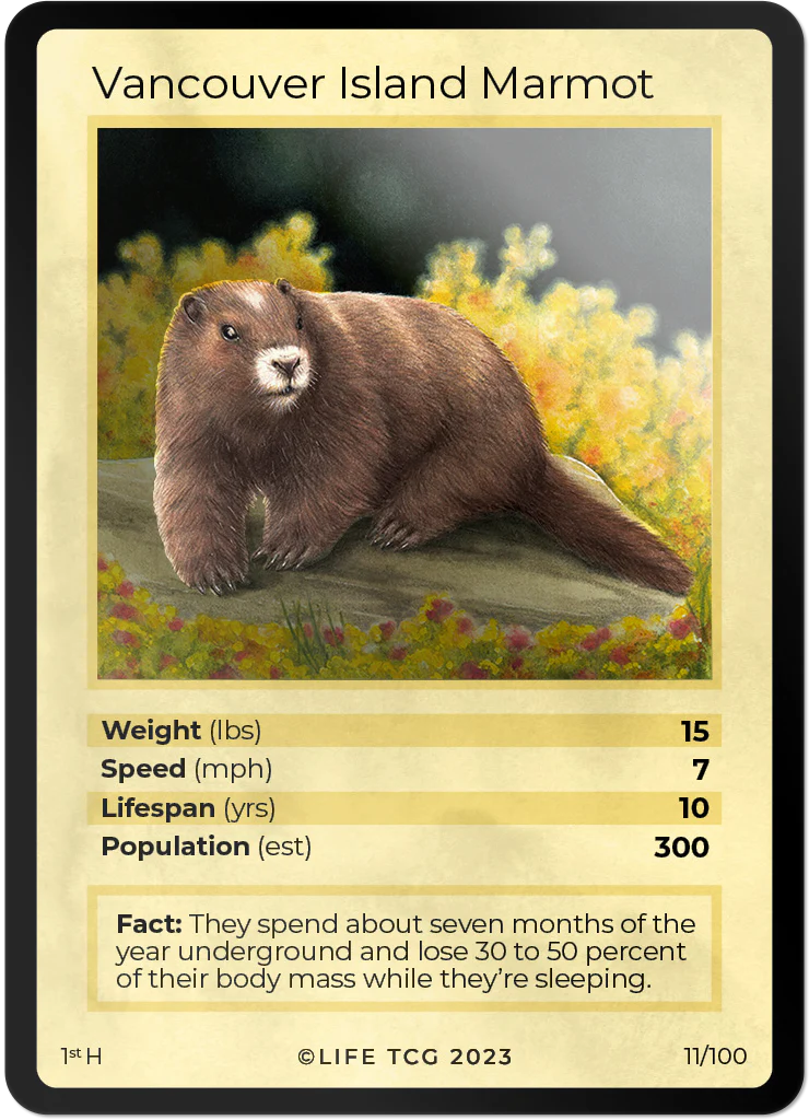 Vancouver Island Marmot