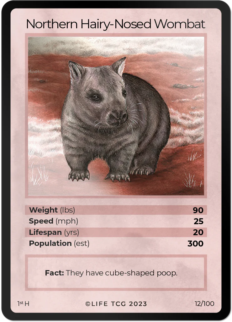 Northern Hairy-Nosed Wombat