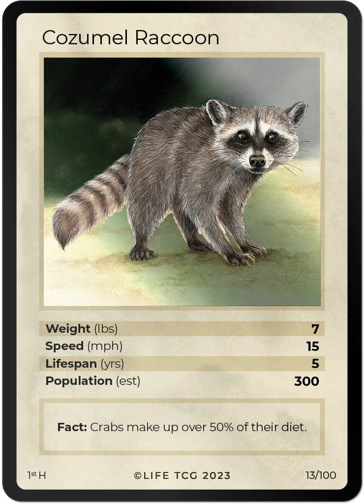 Cozumel Raccoon