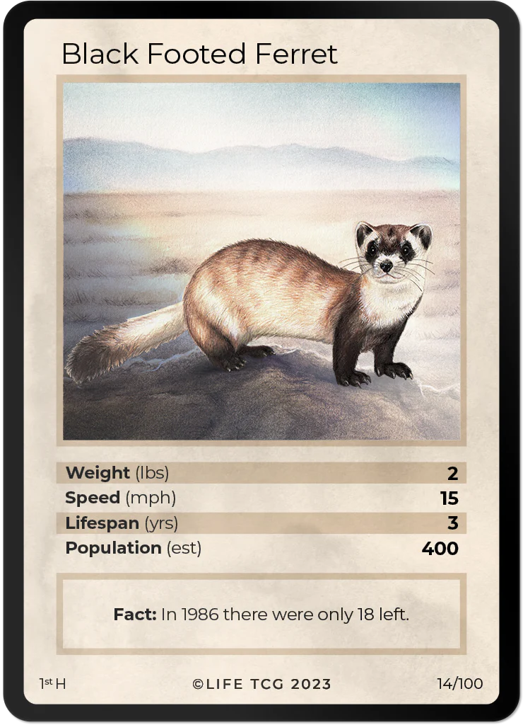 Black Footed Ferret