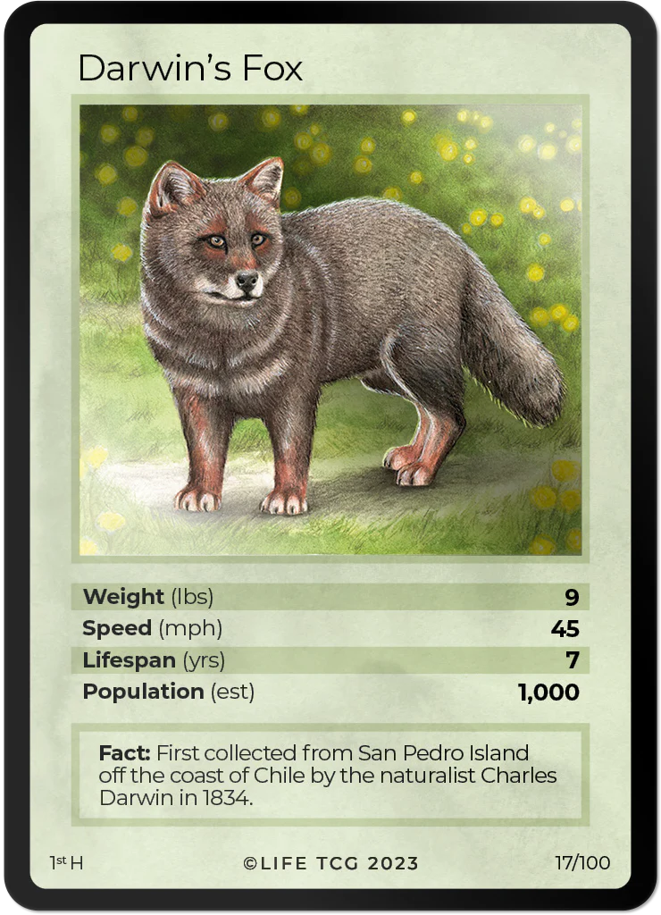 Darwin's Fox