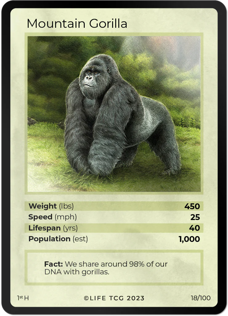 Mountain Gorilla