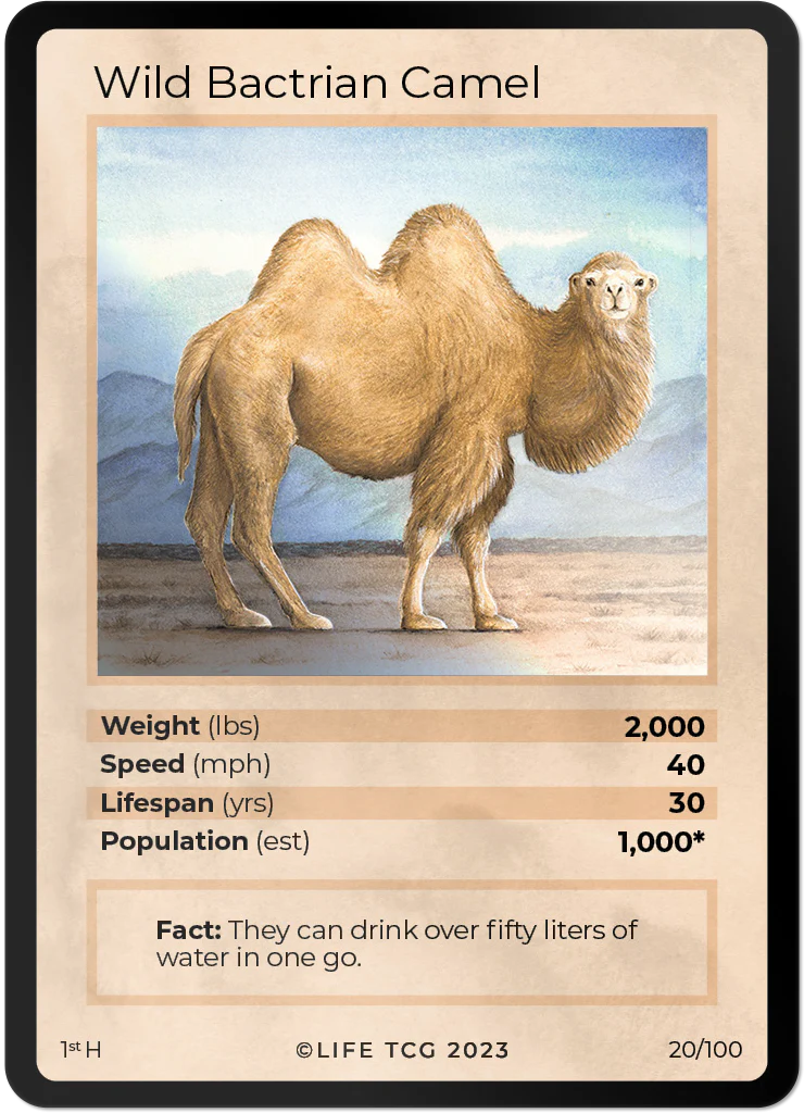 Wild Bactrian Camel