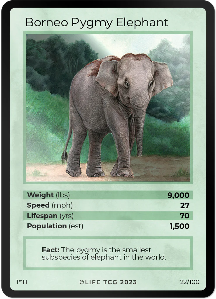 Borneo Pygmy Elephant