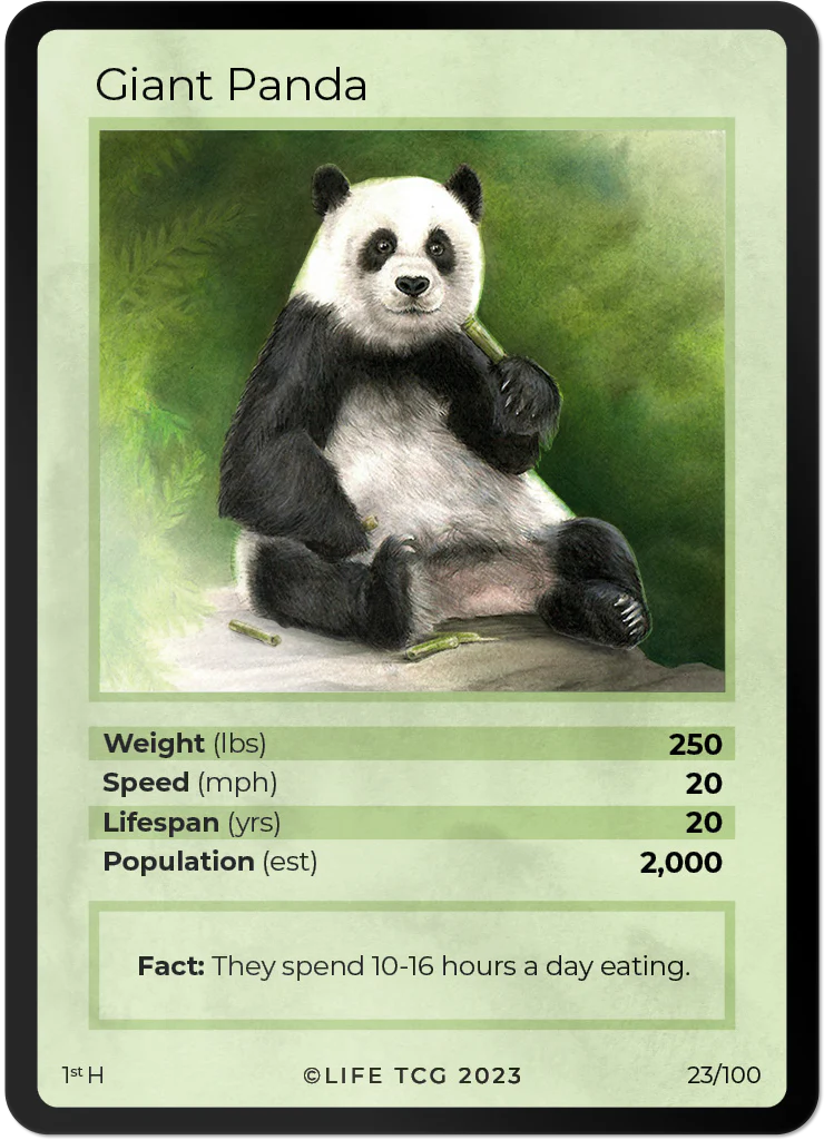 Giant Panda*