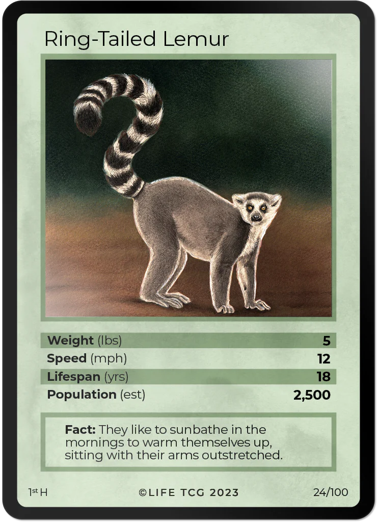 Ring-Tailed Lemur