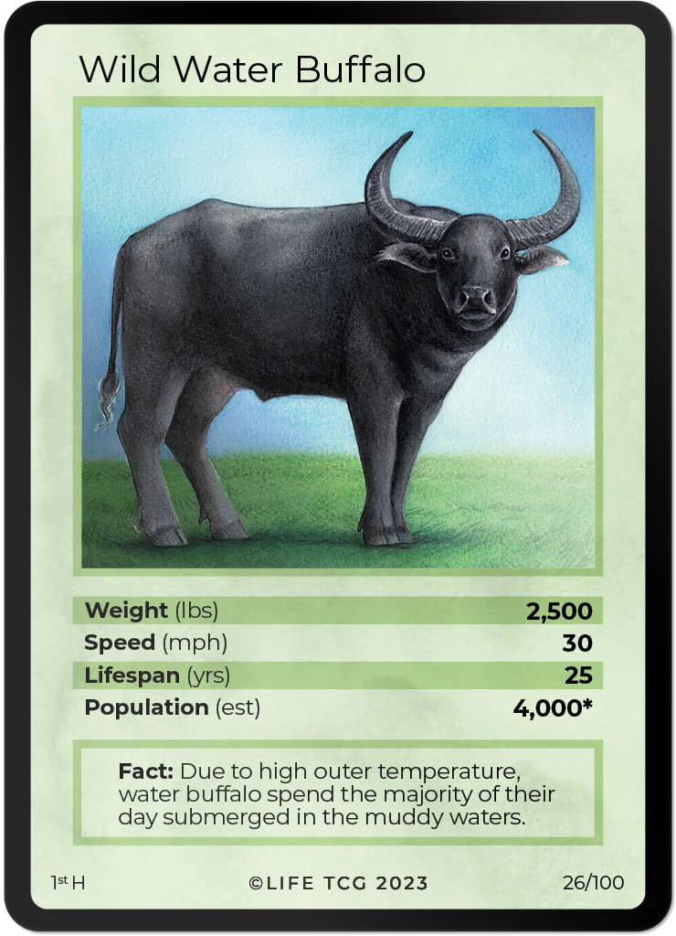 Wild Water Buffalo