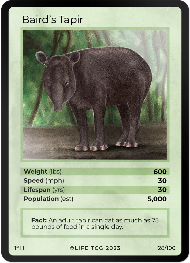 Baird's Tapir