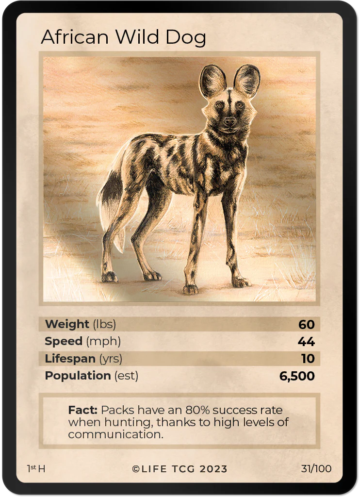 African Wild Dog