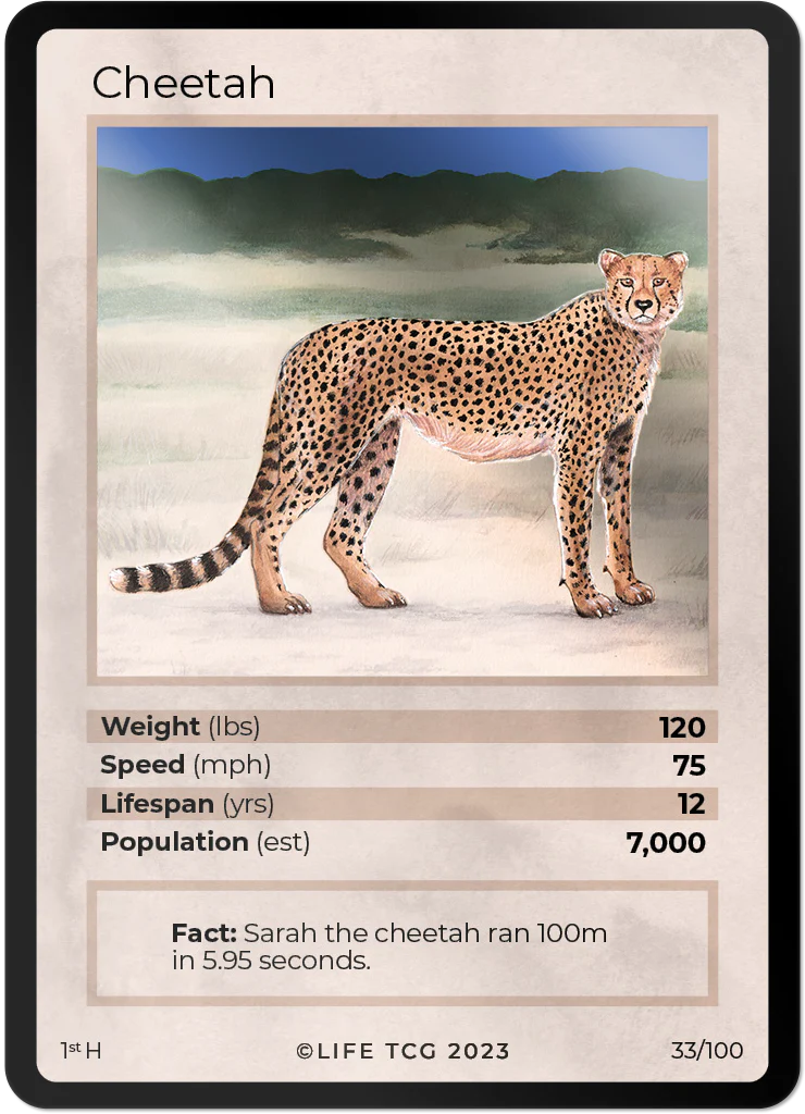 Cheetah