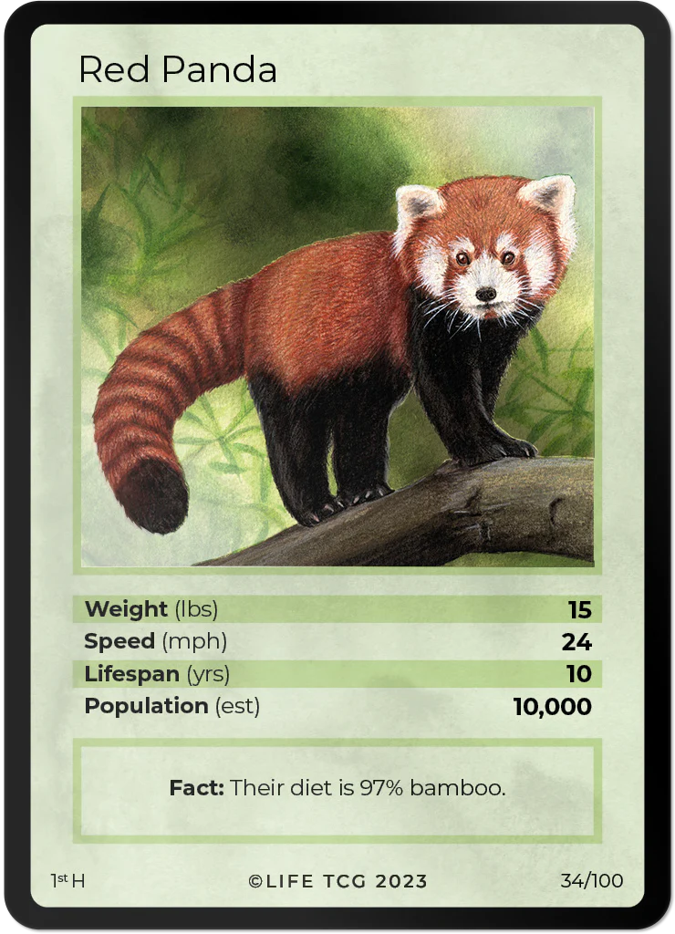 Red Panda