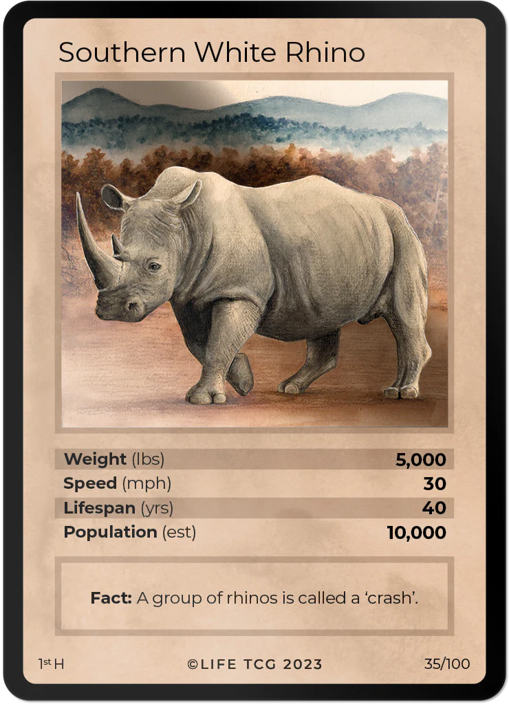 Southern White Rhino