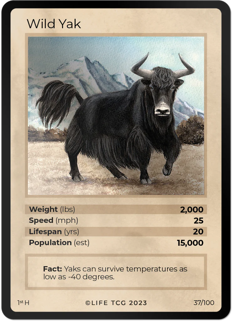 Wild Yak