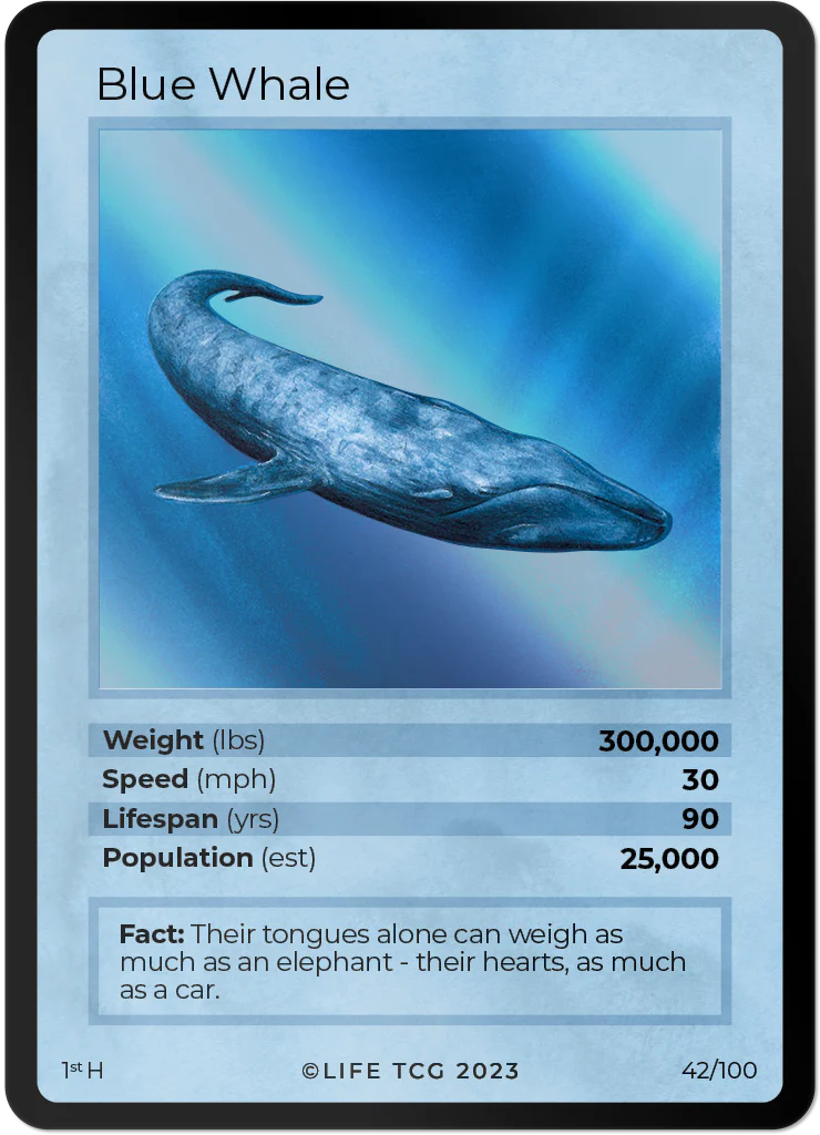Blue Whale