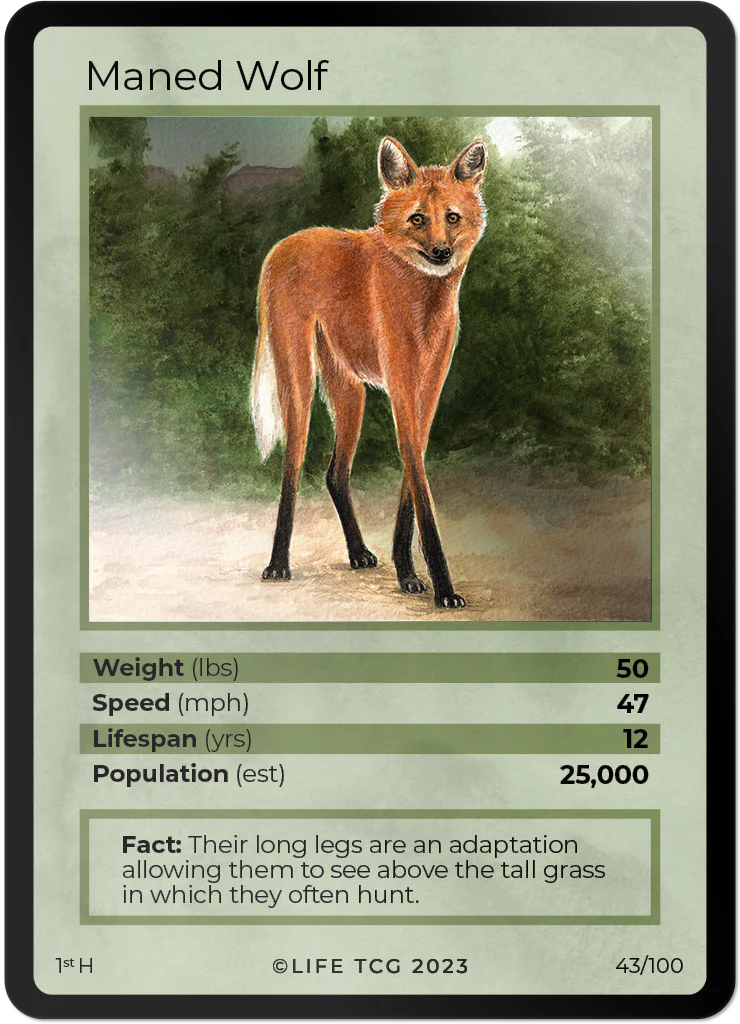 Maned Wolf