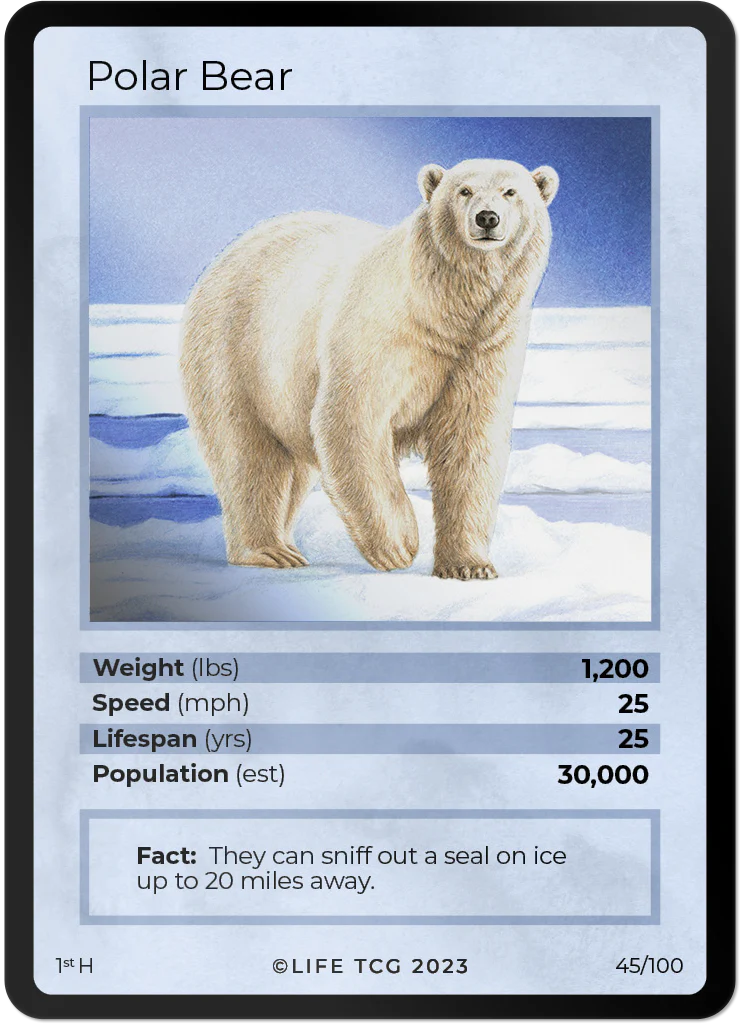 Polar Bear