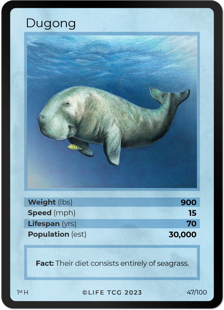 Dugong