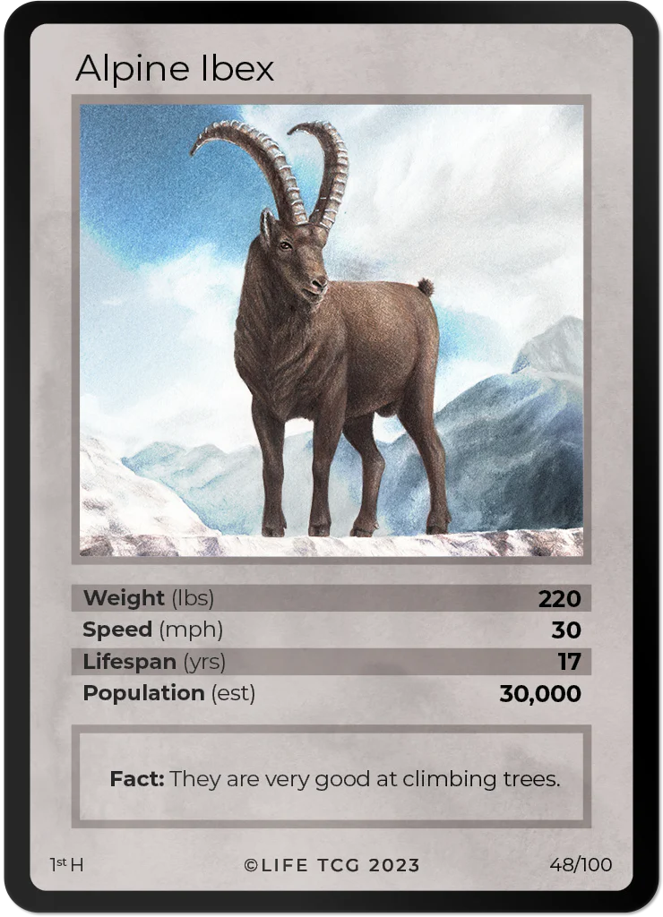 Alpine Ibex