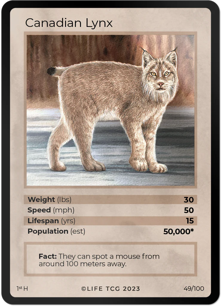 Canadian Lynx
