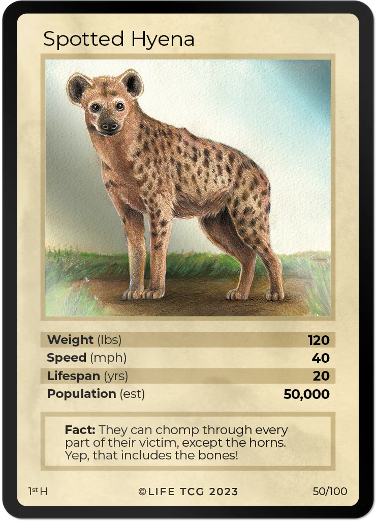 Spotted Hyena