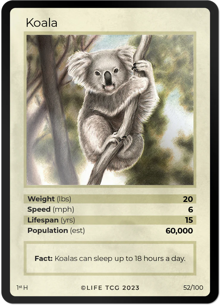 Koala