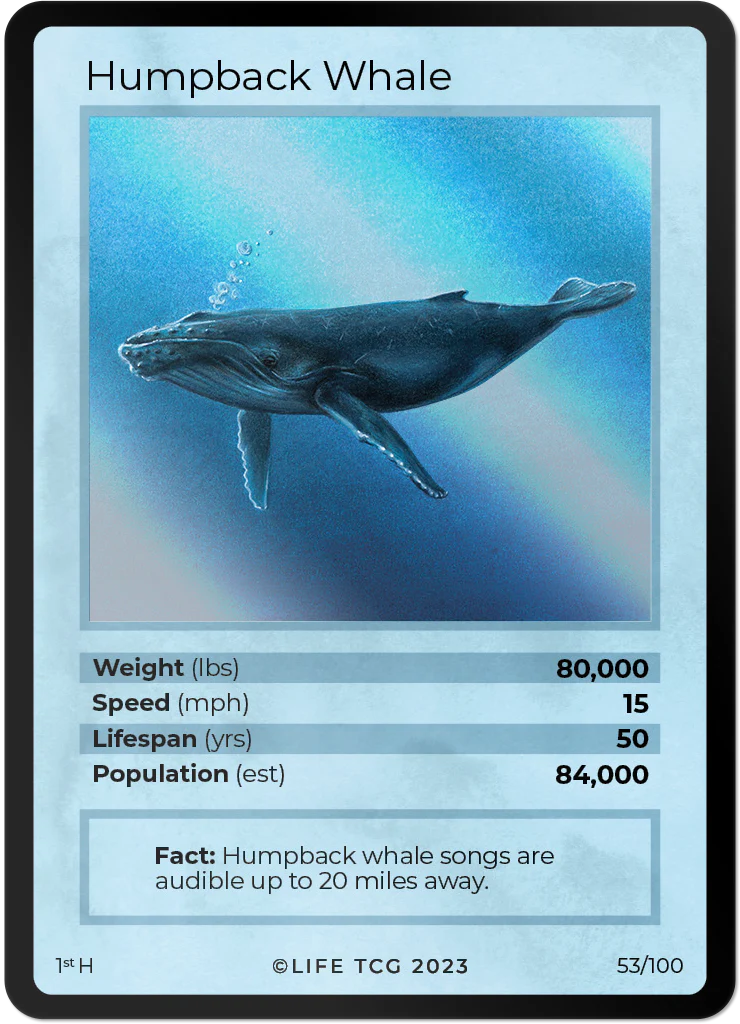 Humpback Whale