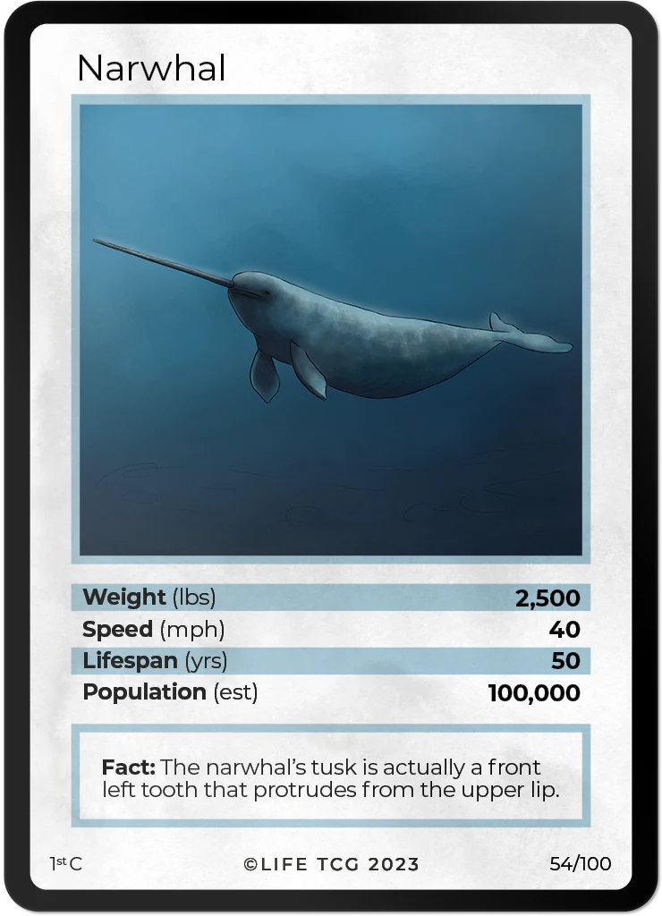 Narwhal