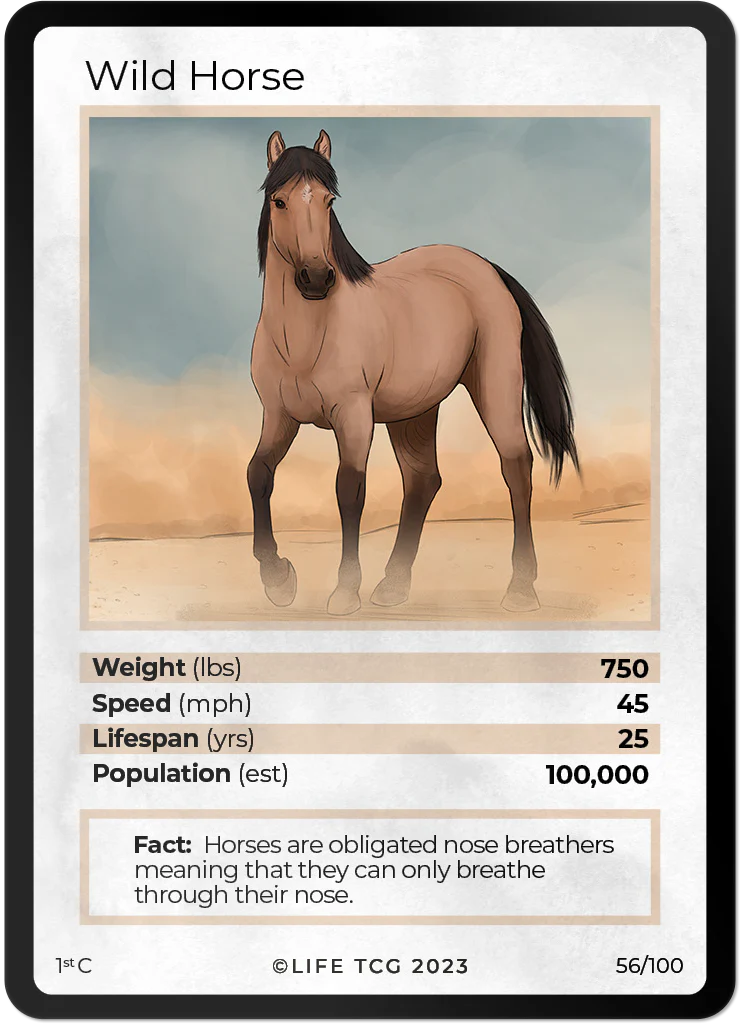 Wild Horse
