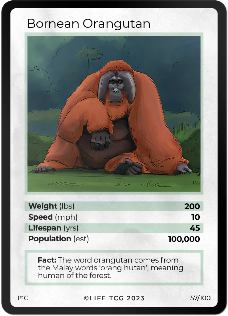 Borean Orangutan