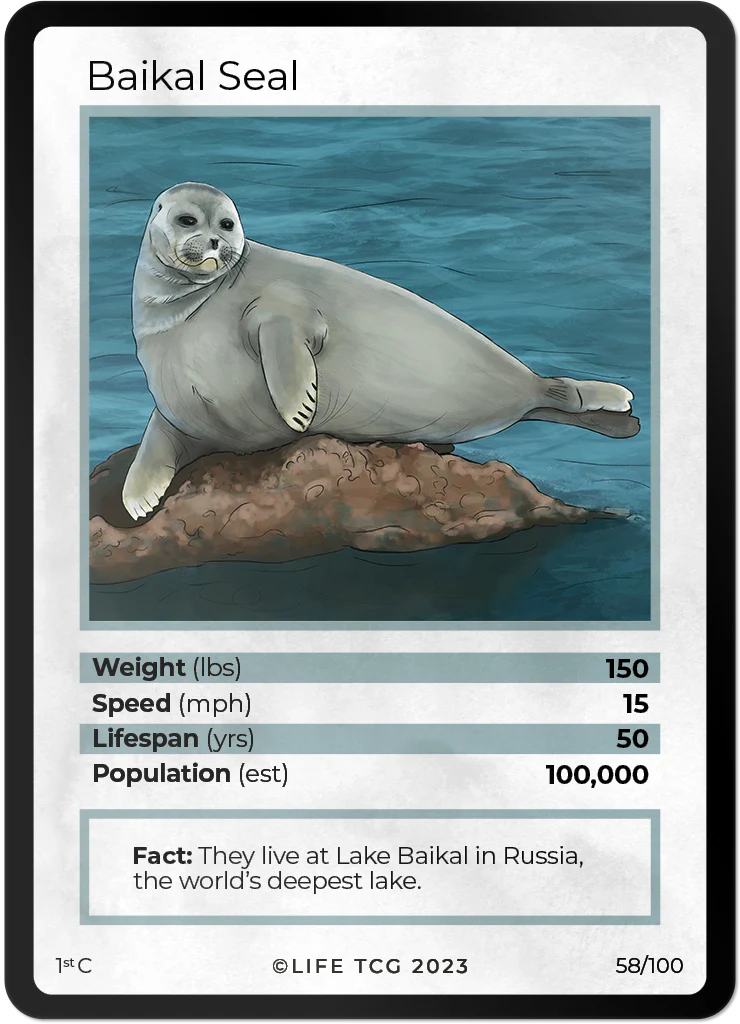 Baikal Seal