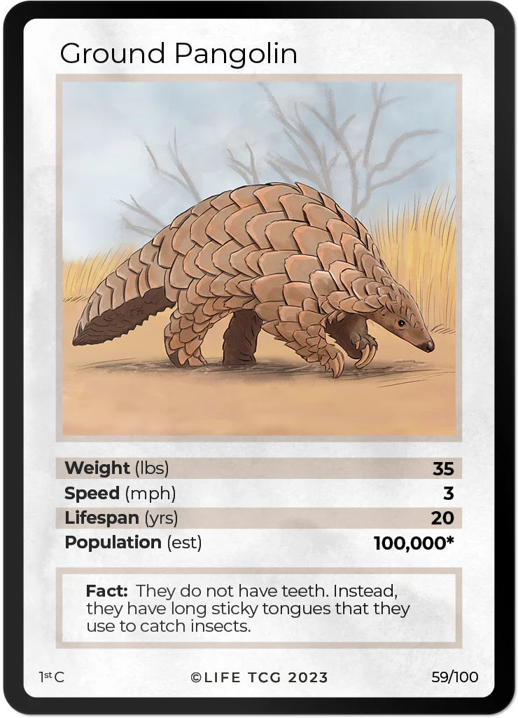 Ground Pangolin