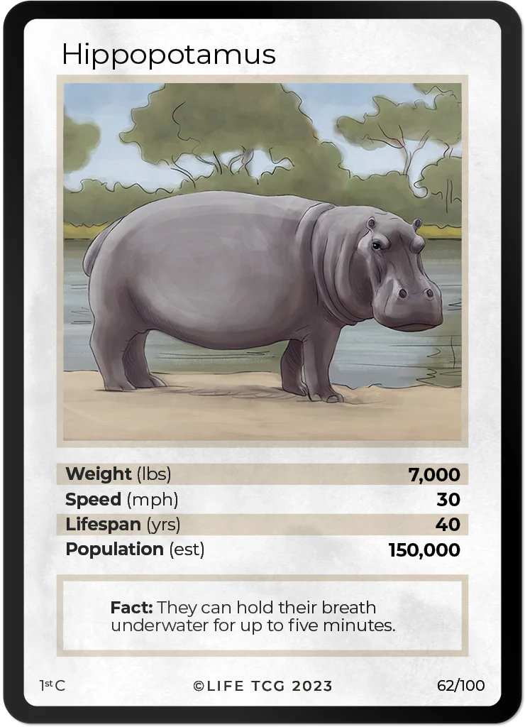 Hippopotamus