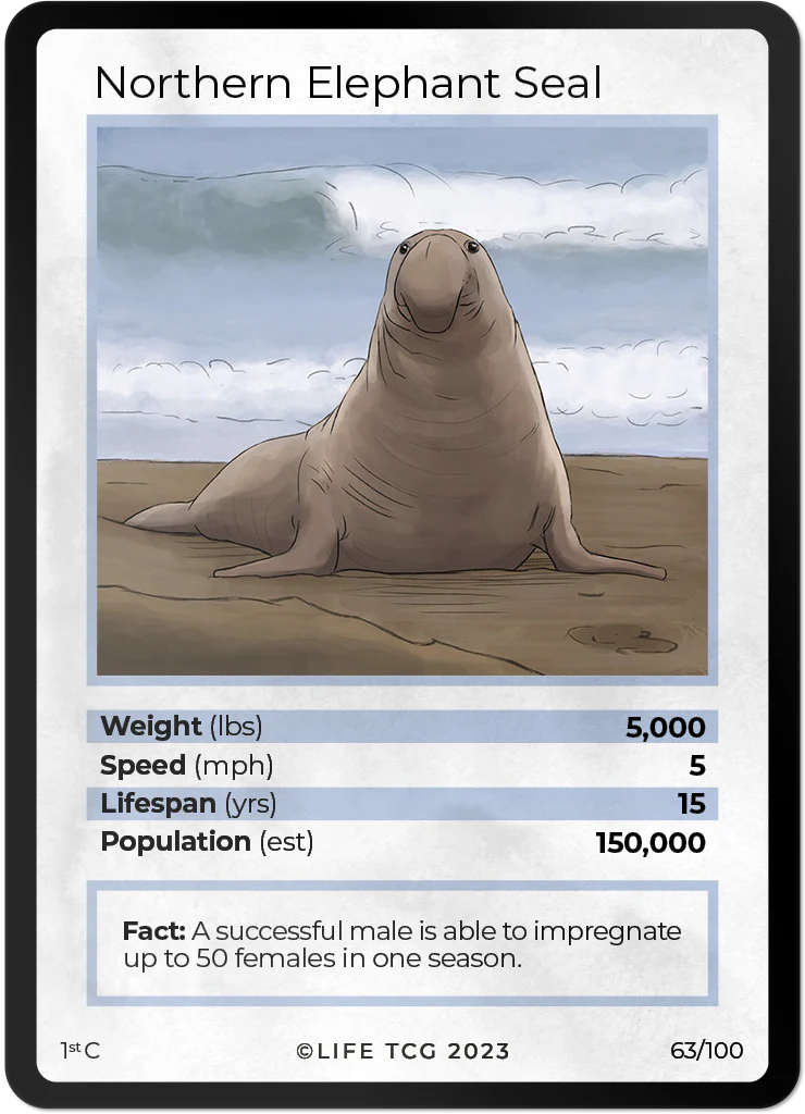 Northern Elephant Seal