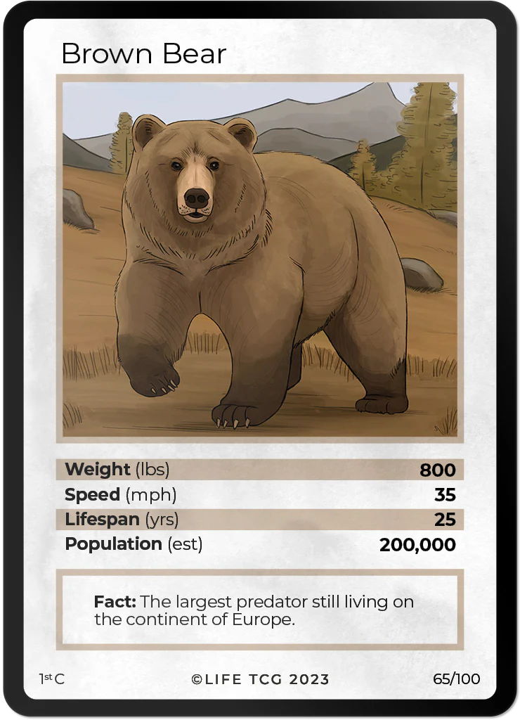Brown Bear