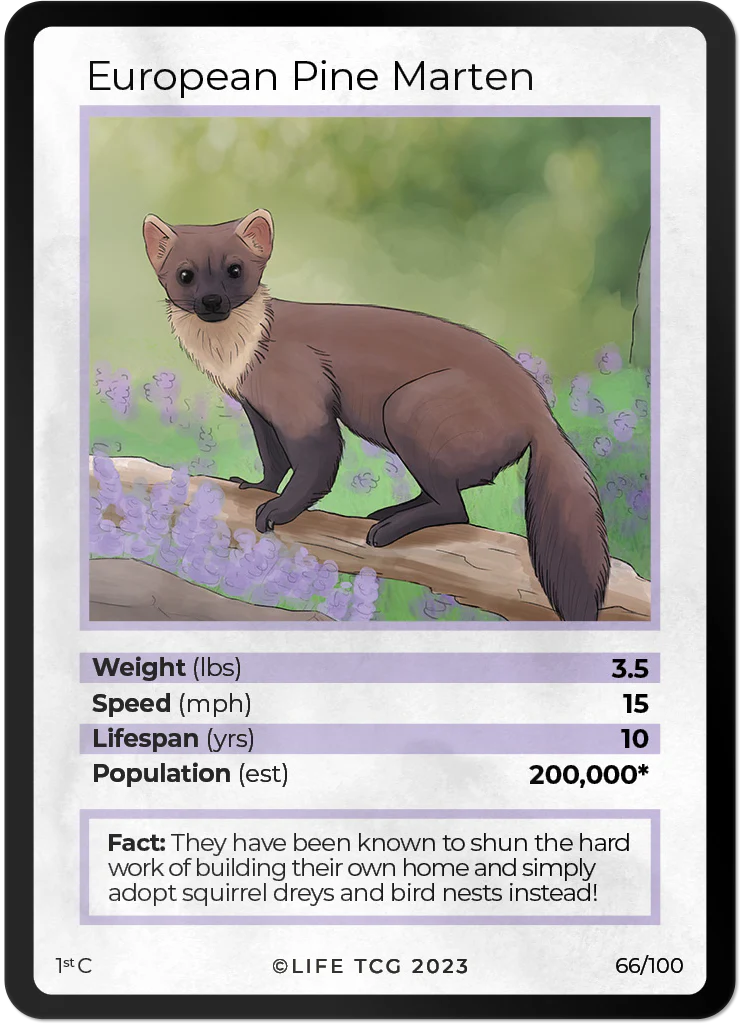 European Pine Marten