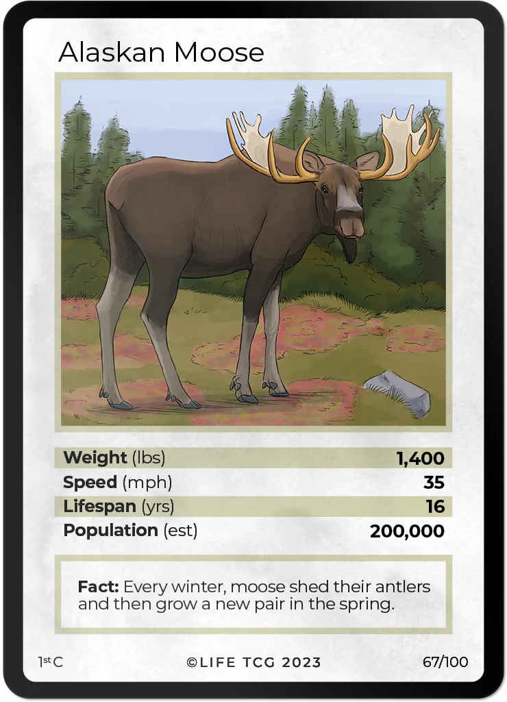 Alaskan Moose