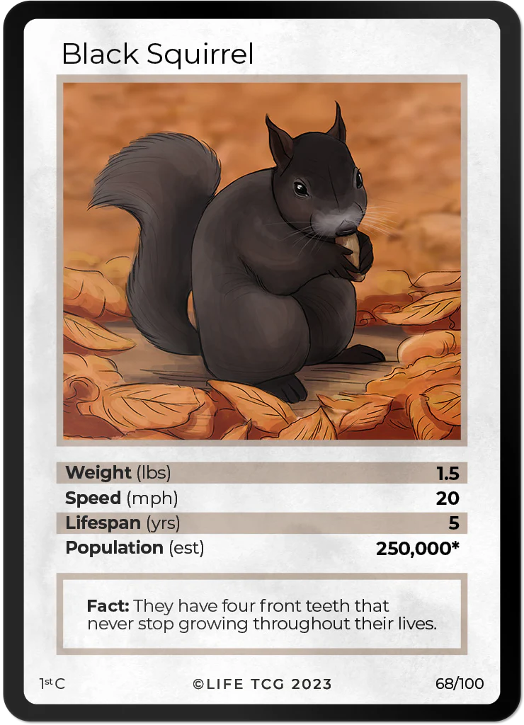 Black Squirrel