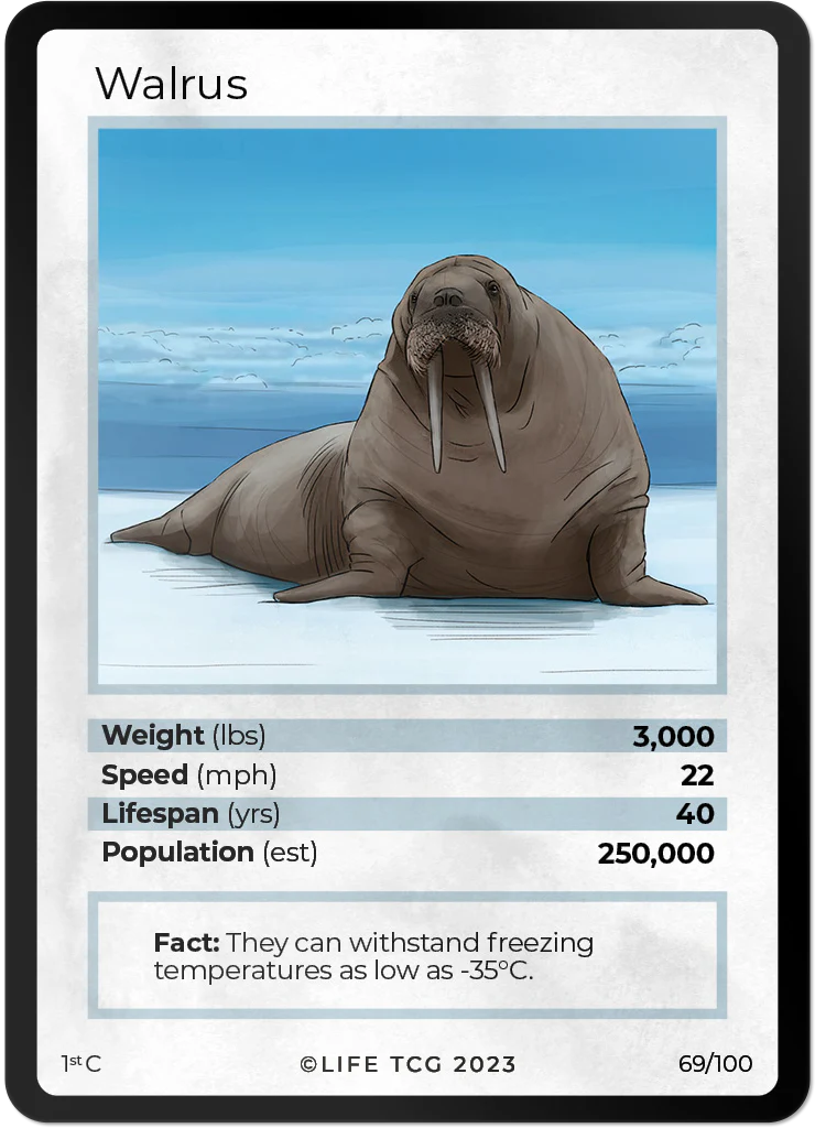 Walrus