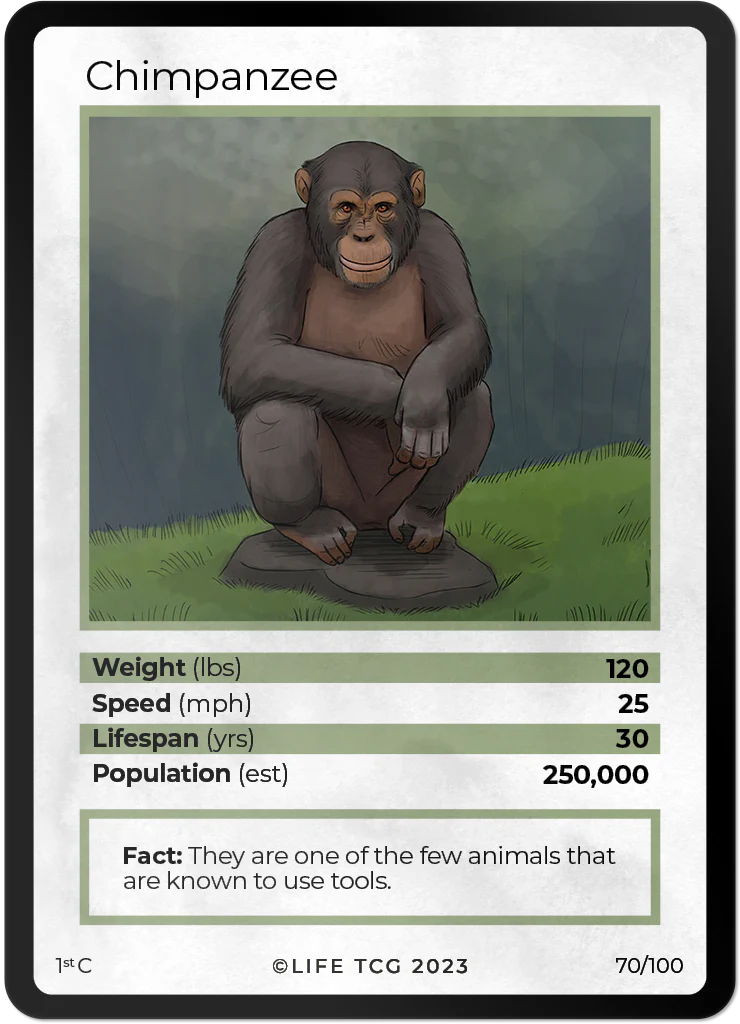 Chimpanzee