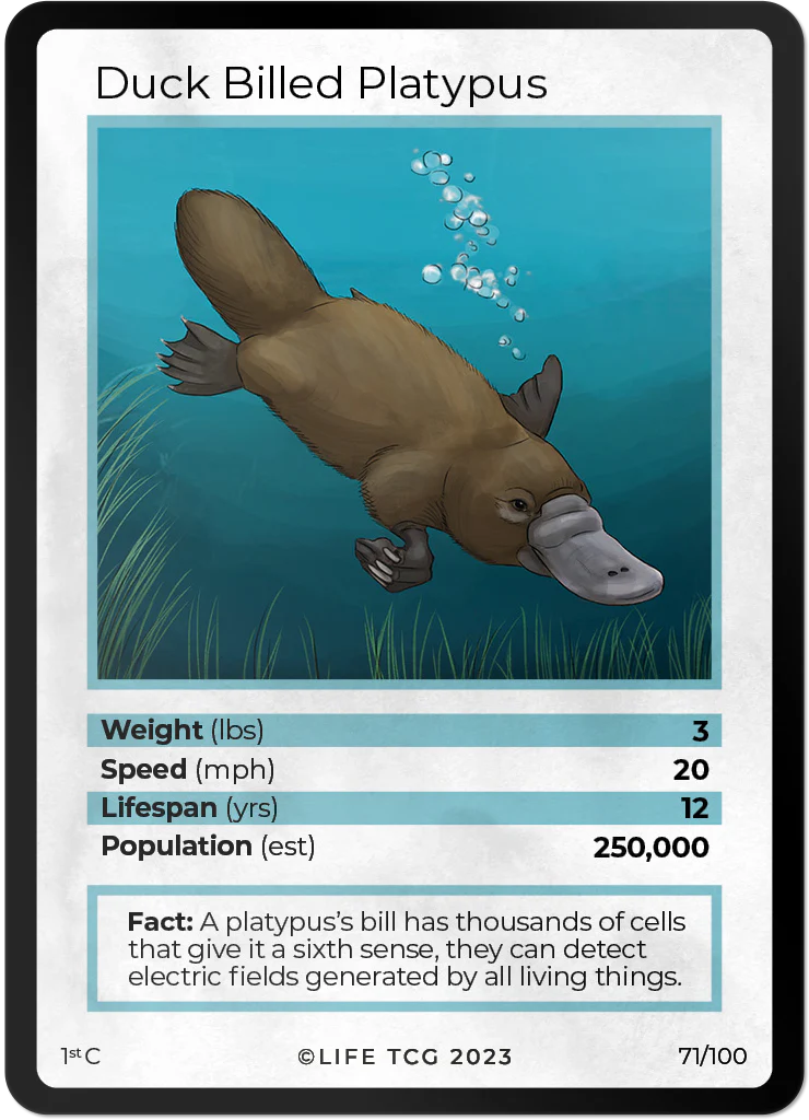 Duck Billed Platypus
