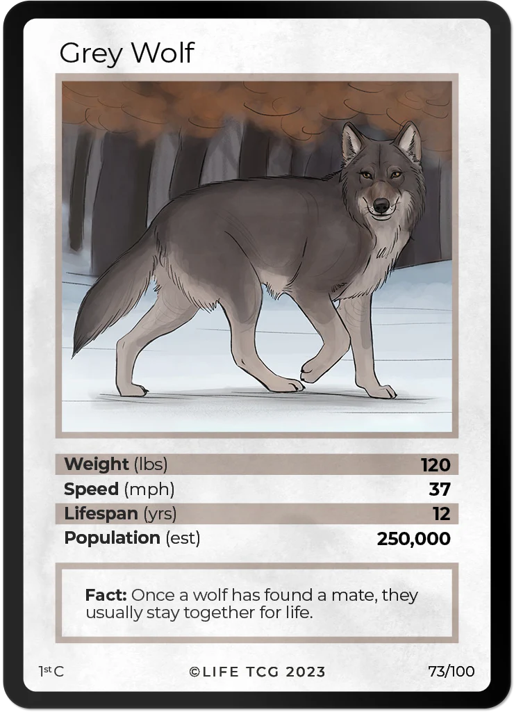 Grey Wolf