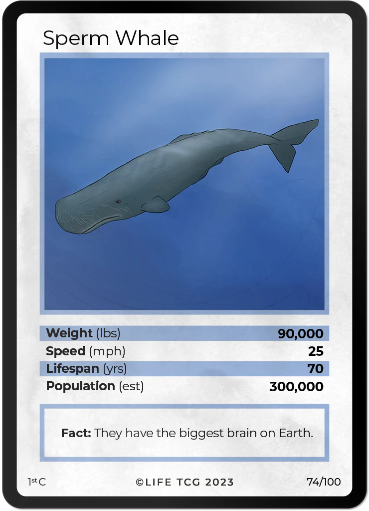 Sperm Whale
